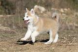 AKITA INU 108